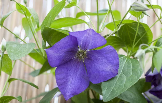 Clematis 'Jackmanii' 