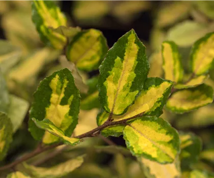Elaeagnus pungens 'Maculata'  Elaeagnus pungens 'Maculata'