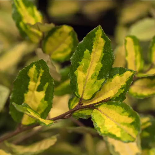Elaeagnus pungens 'Maculata' 