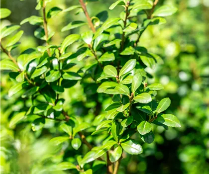 Ilex crenata 'Caroline Upright'  Ilex crenata 'Caroline Upright'