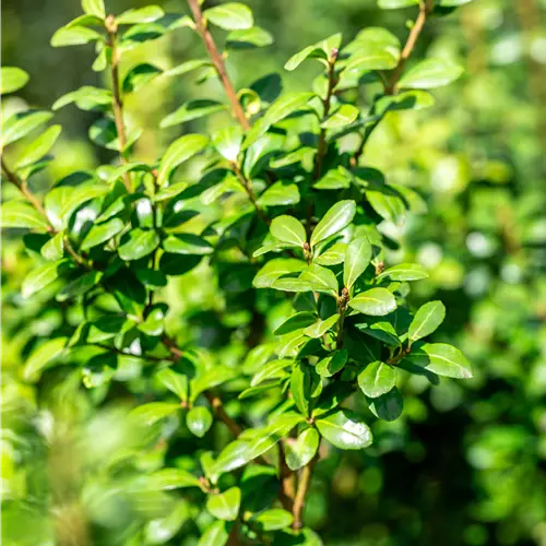 Ilex crenata 'Caroline Upright' 