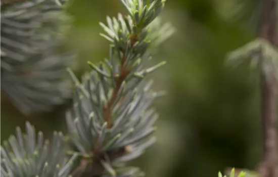 Cedrus libani 'Glauca' 
