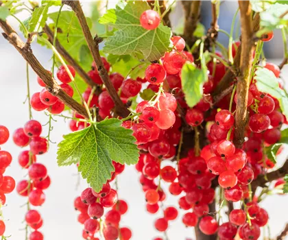 Ribes rubrum 'Rolan'