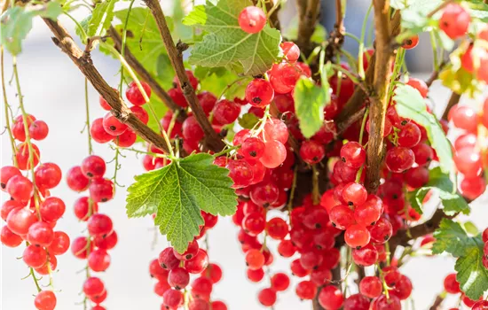 Ribes rubrum 'Rolan' Ribes rubrum 'Rolan'