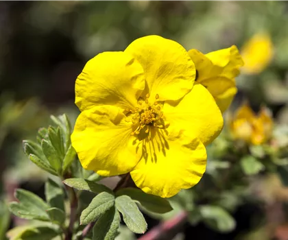 Potentilla fruticosa 'Goldteppich'