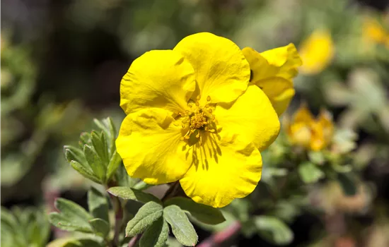 Potentilla fruticosa 'Goldteppich'