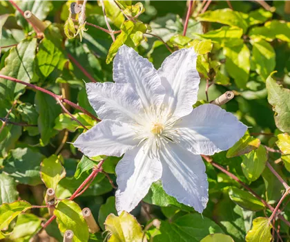 Clematis 'Destiny'  Clematis 'Destiny'