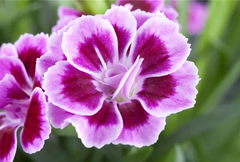 Dianthus Dianthus