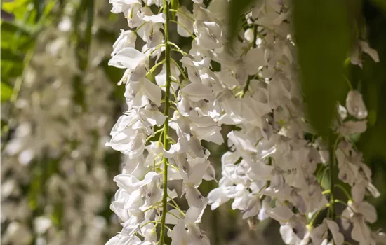 Wisteria sinensis 'Alba'  Wisteria sinensis 'Alba'