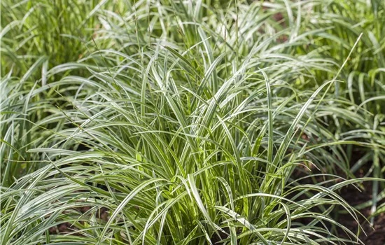 Carex morrowii 