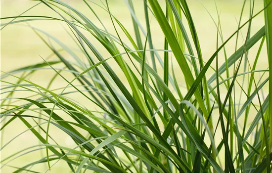 Cortaderia selloana 'Rosea'  Cortaderia selloana 'Rosea'