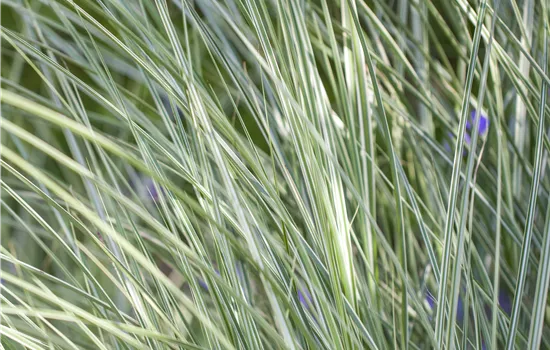 Miscanthus sinensis 'Morning Light' 