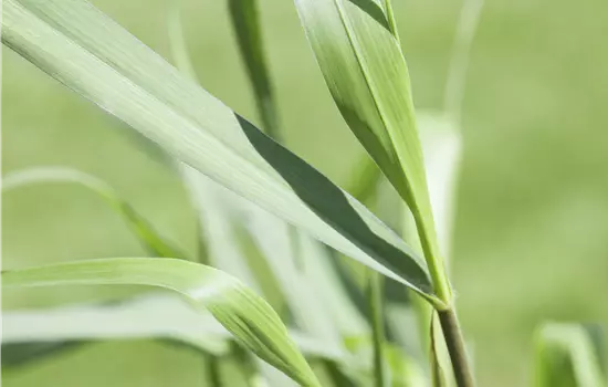 Panicum virgatum 'Squaw' 