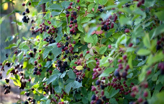 Rubus fruticosus 'Thornless Evergreen' 