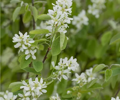 Amelanchier alnifolia 'Honeywood'  Amelanchier alnifolia 'Honeywood'