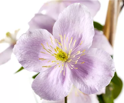 Clematis montana 'Rubens' 