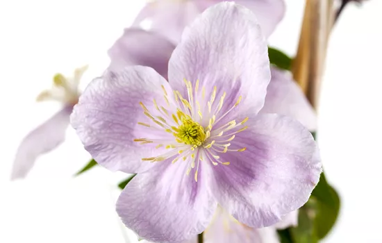 Clematis montana 'Rubens' 