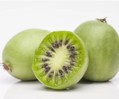 Actinidia arguta Actinidia arguta