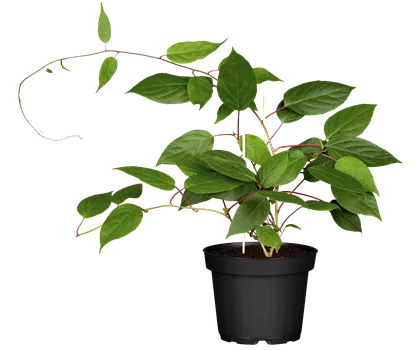 Actinidia arguta 'Kens Red' 