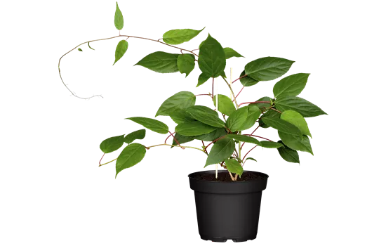 Actinidia arguta 'Kens Red' 