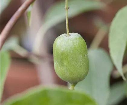 Actinidia arguta 'Issai'  Actinidia arguta 'Issai'
