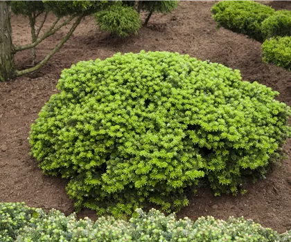 Abies koreana 'Brillant' Abies koreana 'Brillant'