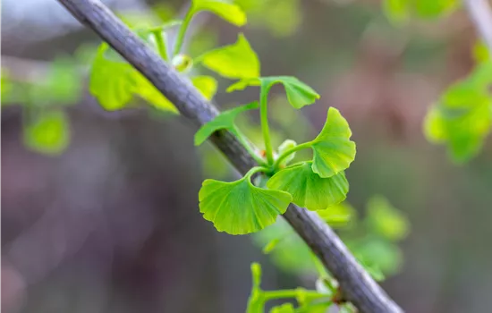 Ginkgo biloba 'Fastigiata Blagon'  Ginkgo biloba 'Fastigiata Blagon'