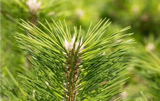 Pinus thunbergii 'Banshosho' 