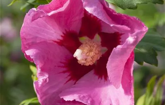 Hibiscus syriacus 'Pink Giant'