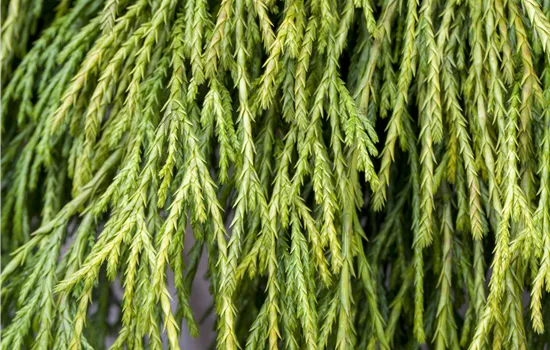 Chamaecyparis pisifera 'Sungold'  Chamaecyparis pisifera 'Sungold'