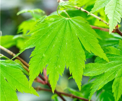 Acer japonicum 'Indian Summer'  Acer japonicum 'Indian Summer'