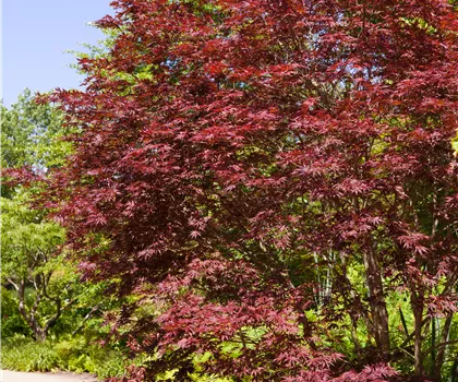 Acer palmatum 'Beni-komachi'  Acer palmatum 'Beni-komachi'