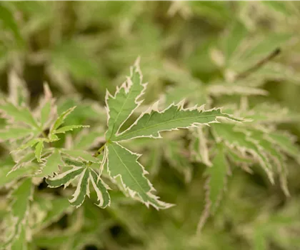 Acer palmatum 'Butterfly'  Acer palmatum 'Butterfly'