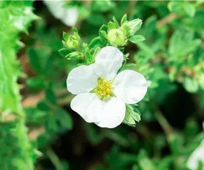 Potentilla fruticosa 'Bella Bianca'  Potentilla fruticosa 'Bella Bianca'