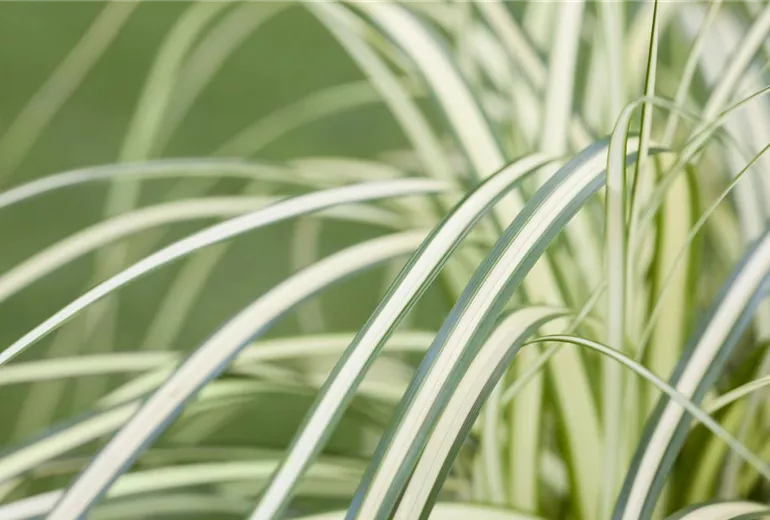 Carex oshimensis 'Evergold' Carex oshimensis 'Evergold'