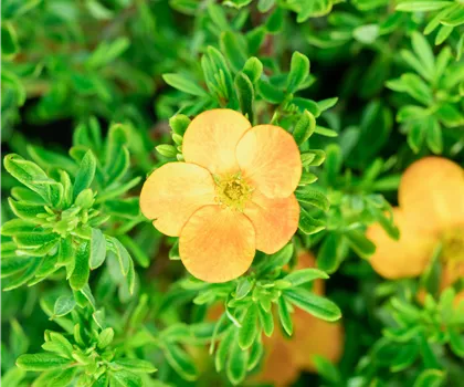 Potentilla fruticosa 'Bella Sol' 