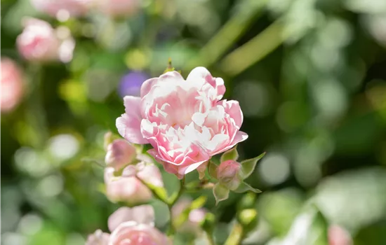Rosa 'The Fairy' 