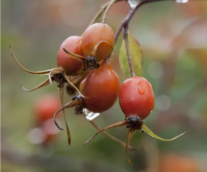 Rosa glauca  Rosa glauca