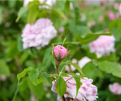 Rosa 'Jacques Cartier'  Rosa 'Jacques Cartier'