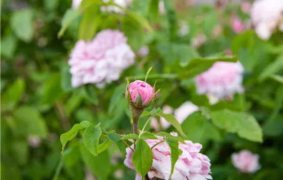 Rosa 'Jacques Cartier'  Rosa 'Jacques Cartier'