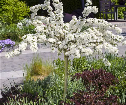 Malus 'Tina'  Malus 'Tina'