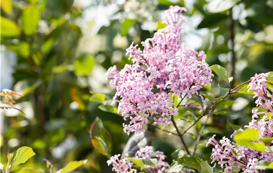 Syringa Bloomerang 'Dark Purple' 