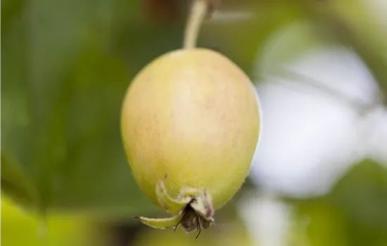 Malus 'John Downie' 