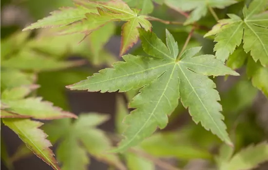 Acer palmatum 'Sangokaku' 