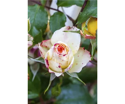 Rosa 'Comedy'  Rosa 'Comedy'