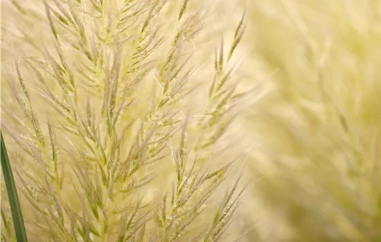 Cortaderia selloana 'Citaro'  Cortaderia selloana 'Citaro'