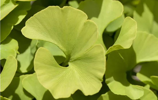 Ginkgo biloba 'Mariken'  Ginkgo biloba 'Mariken'