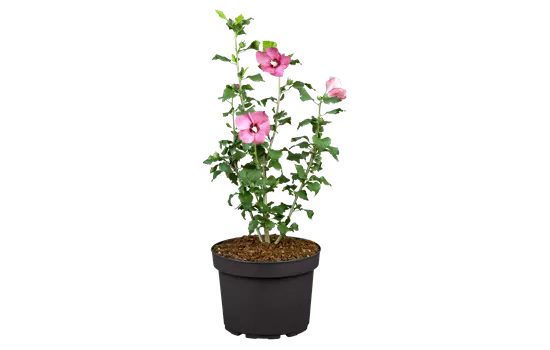 Hibiscus syriacus 'Pink Giant' 
