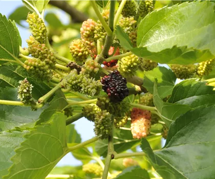 Morus nigra Morus nigra