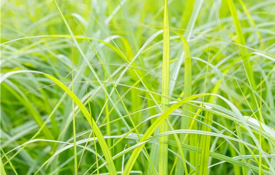 Pennisetum alopecuroides 'Moudry'  Pennisetum alopecuroides 'Moudry'